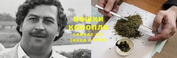 прущие грибы Магадан